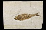 Detailed Fossil Fish (Knightia) - Wyoming #186467-1